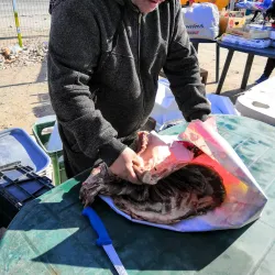 Local Markets and Traditional Cuisine - Bragadiru