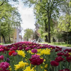 Braila Public Garden - Braila