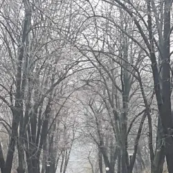 Calafat Market - Calafat