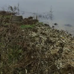 Calafat Market - Calafat