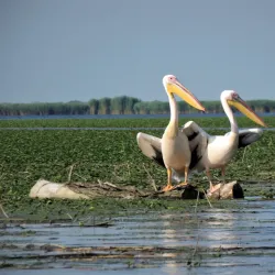 Danube Delta Excursions - Calarasi