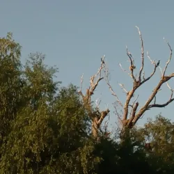 Danube Delta Excursions - Calarasi