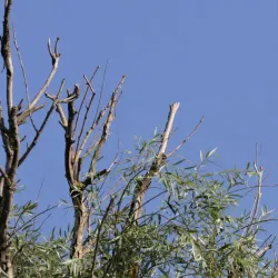 Danube Delta Excursions - Calarasi