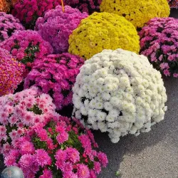 Campina Central Market - Campina