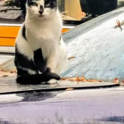 Campina Central Market - Campina