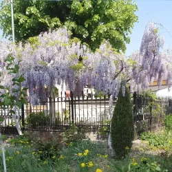 Romanian Orthodox Cathedral of Caracal - Caracal