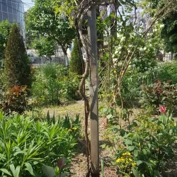Romanian Orthodox Cathedral of Caracal - Caracal