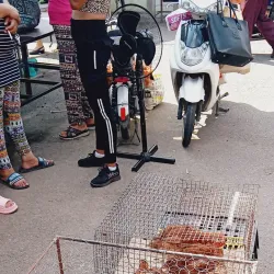 Carei Market - Carei