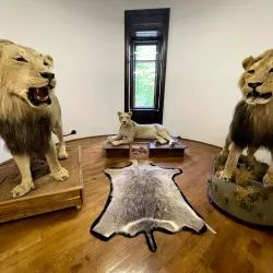 Károlyi Castle - Carei