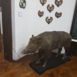 Károlyi Castle - Carei