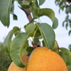 Local Parks and Green Spaces - Chisineu-Cris