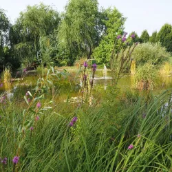 Chitila Park - Chitila