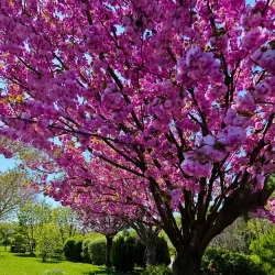 Chitila Park - Chitila