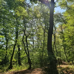 Hoia Forest - Cluj-Napoca