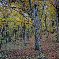 Hoia Forest - Cluj-Napoca