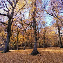 Hoia Forest - Cluj-Napoca