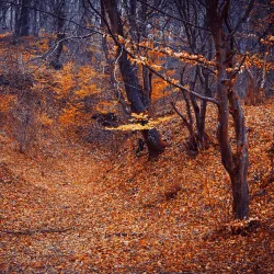 Hoia Forest - Cluj-Napoca