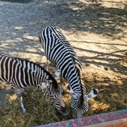 Aquarium and Dolphinarium - Constanta