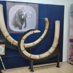 Museum of National History and Archaeology - Constanta