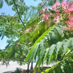 Tomis Marina - Constanta