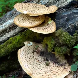 Cugir River Walk - Cugir