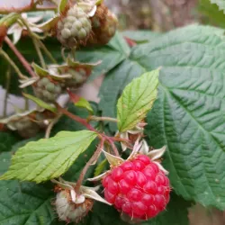 Cugir River Walk - Cugir