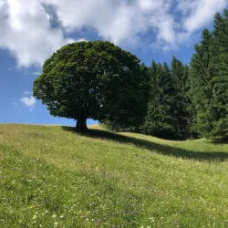 Cugir River Walk - Cugir