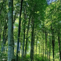 Dealu Hills Hiking Trails - Dealu