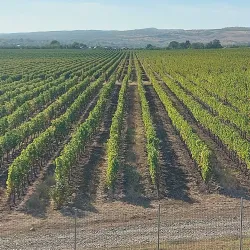 Nearby Vineyards - Dealu