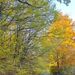 St. Nicholas Church - Dealu