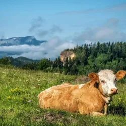 Apuseni Mountains - Dej