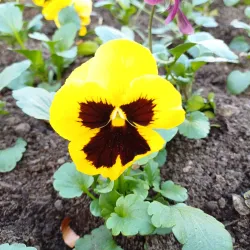 Central Park Dej - Dej