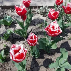 Central Park of Dorohoi - Dorohoi