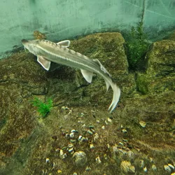 Drobeta-Turnu Severin Museum - Drobeta-Turnu Severin