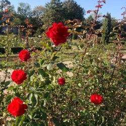 Galati Botanical Garden - Galati