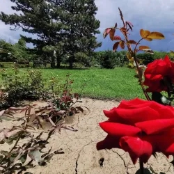 Galati Botanical Garden - Galati