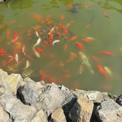 Galati Botanical Garden - Galati