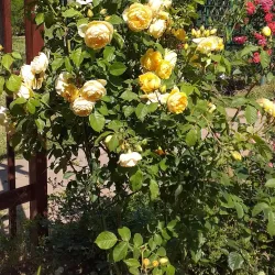 Galati Botanical Garden - Galati