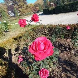 Natural Sciences Museum Complex - Galati