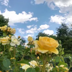 Natural Sciences Museum Complex - Galati