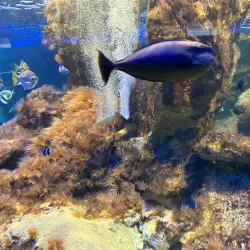 Natural Sciences Museum Complex - Galati