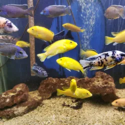 Natural Sciences Museum Complex - Galati