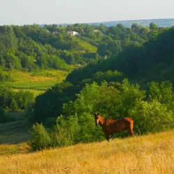 Valea Mare Nature Reserve - Horezu