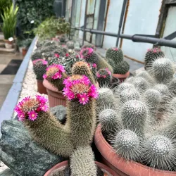 Botanical Garden of Iasi - Iasi