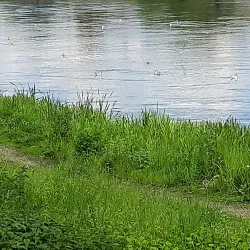 Mureș River Walk - Iernut