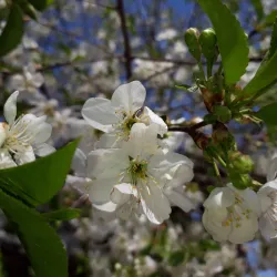 Borcea Channel - Lehliu Gara