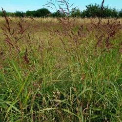 Local Countryside and Nature Walks - Lehliu Gara