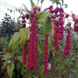 Local Countryside and Nature Walks - Lehliu Gara