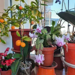 Village of Lehliu - Lehliu Gara