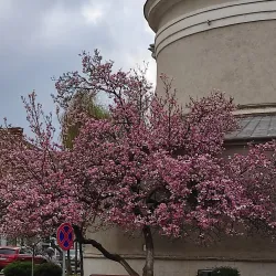 Roman Catholic Church of Lugoj - Lugoj